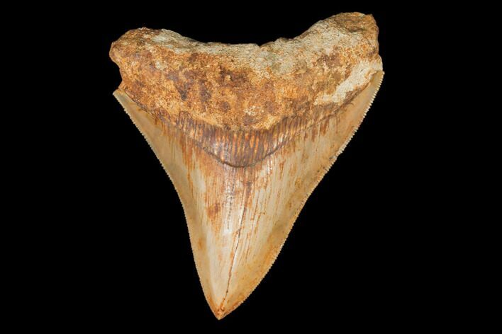 Serrated, Fossil Megalodon Tooth - West Java, Indonesia #145251